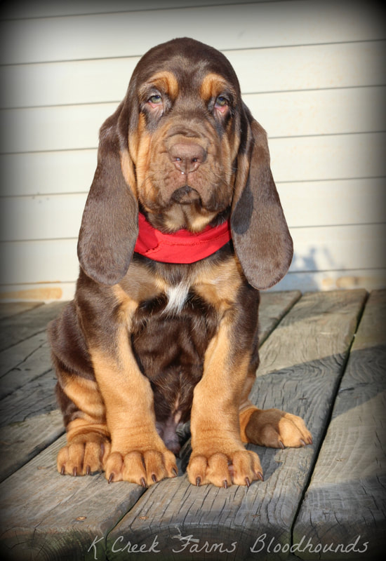 bloodhounds for sale