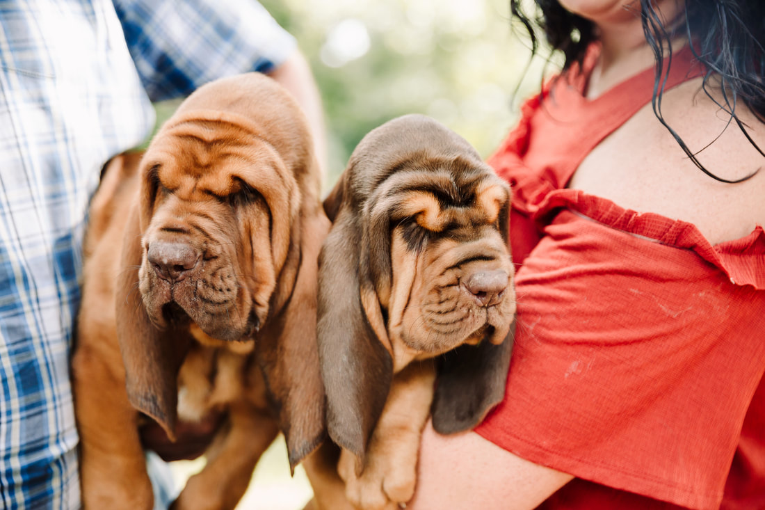 bloodhound puppies