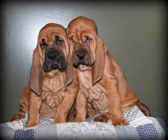 purebred puppies for sale near me